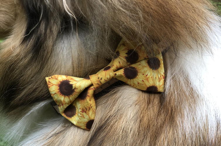 Piper and Friends Fall Bow 1